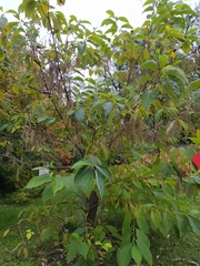 Pterostyrax hispidus