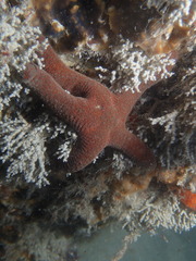 Nepanthia crassa