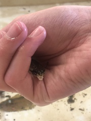 Odontopyxis trispinosa