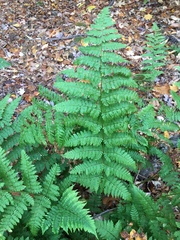 Dryopteris campyloptera