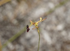 Drakaea micrantha