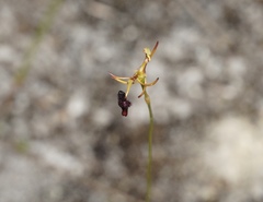 Drakaea micrantha
