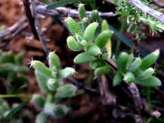 Trichodiadema setuliferum
