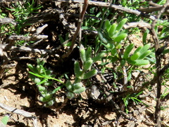 Trichodiadema setuliferum