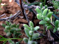 Trichodiadema setuliferum