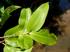Mouriri
