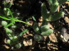 Trichodiadema setuliferum