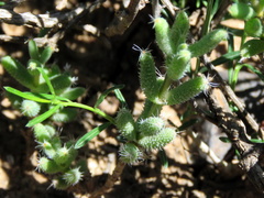 Trichodiadema setuliferum