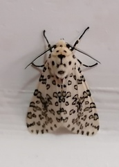 Alpenus maculosa