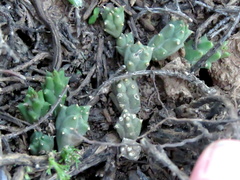 Piaranthus