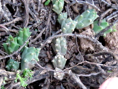 Piaranthus