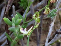 Polygala leptophylla
