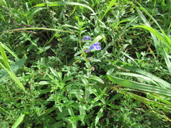 Scutellaria scordifolia