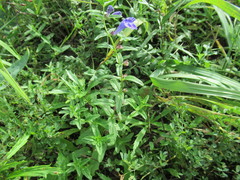 Scutellaria scordifolia