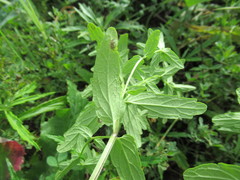 Scutellaria scordifolia
