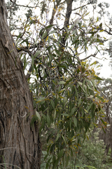 Amyema pendula pendula