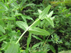 Scutellaria scordifolia