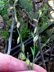 Polygala leptophylla