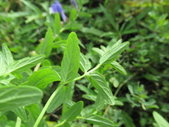 Scutellaria scordifolia
