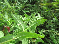 Scutellaria scordifolia