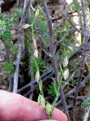 Polygala leptophylla