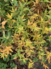 Lysimachia terrestris