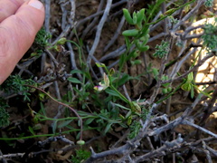 Polygala leptophylla