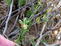 Polygala leptophylla