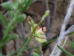 Polygala leptophylla