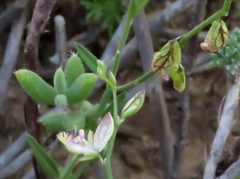 Polygala leptophylla