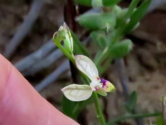 Polygala leptophylla