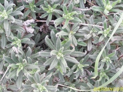Onosma frutescens