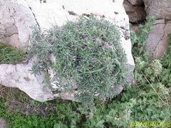 Onosma frutescens