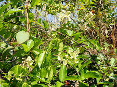 Serjania obtusidentata