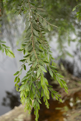 Acacia howittii