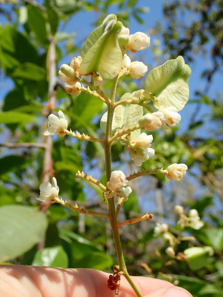 Serjania obtusidentata