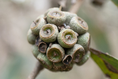 Eucalyptus radiata radiata
