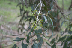 Eucalyptus radiata radiata