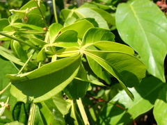 Serjania obtusidentata