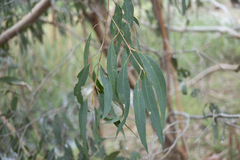 Eucalyptus radiata radiata