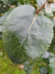 Viburnum carlcephalum