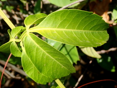 Serjania obtusidentata