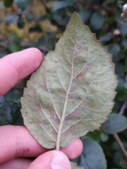Viburnum carlcephalum