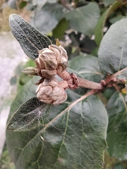 Viburnum carlcephalum
