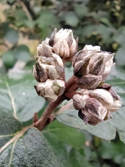 Viburnum carlcephalum