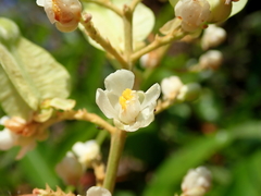 Serjania obtusidentata