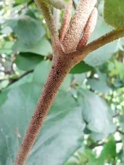 Viburnum carlcephalum
