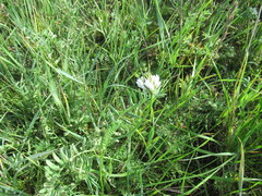 Astragalus austrosibiricus