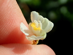 Serjania obtusidentata