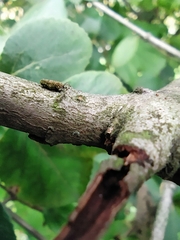 Viburnum carlcephalum
